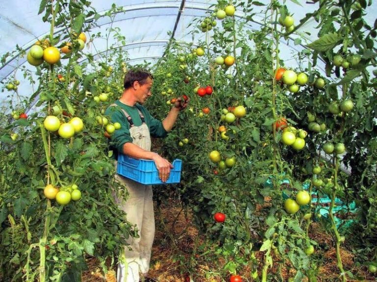 Δόθηκε η πρώτη άδεια διαμονής – 1.500 αλλοδαποί έχουν πάρει ΑΦΜ και εργάζονται νόμιμα