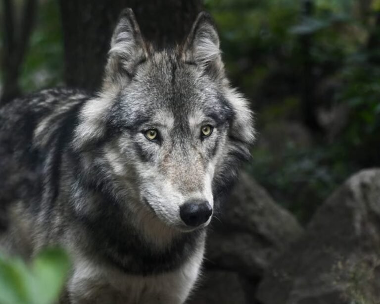 Nεκρός θηλυκός λύκος στον κάθετο άξονα της Εγνατίας