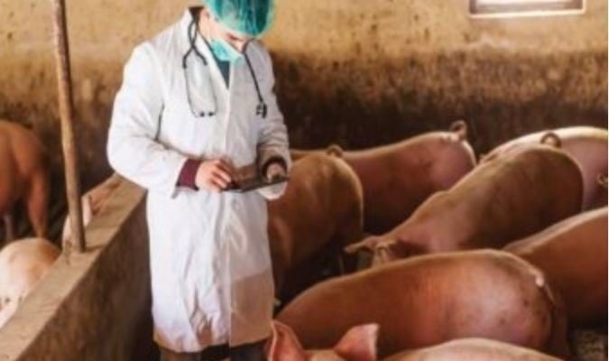 Νέο κρούσμα Αφρικανικής Πανώλης των Χοίρων  στην Π.Ε. Φλώρινας