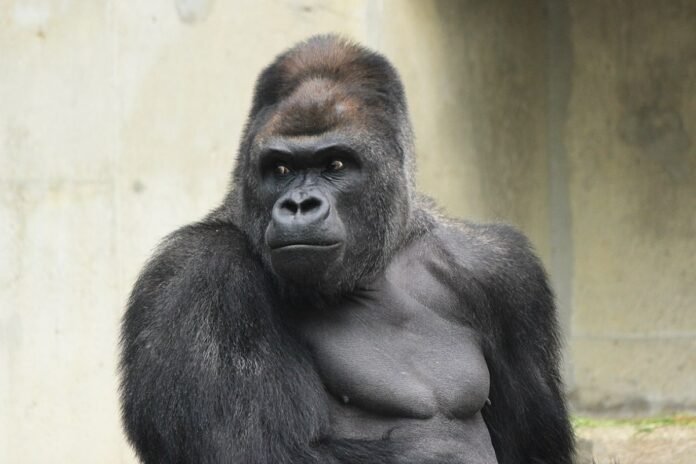 shabani_83