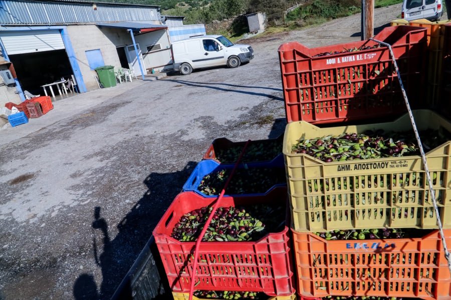 Ελαιόλαδο: Η τιμή του τενεκέ για το 2025 κλειδώνει – Πού βρισκόμαστε σήμερα