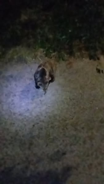 Δείτε τι συμβαίνει στο Νταϊλάκι: Μια φίλη μου το έζησε – Έλεος!