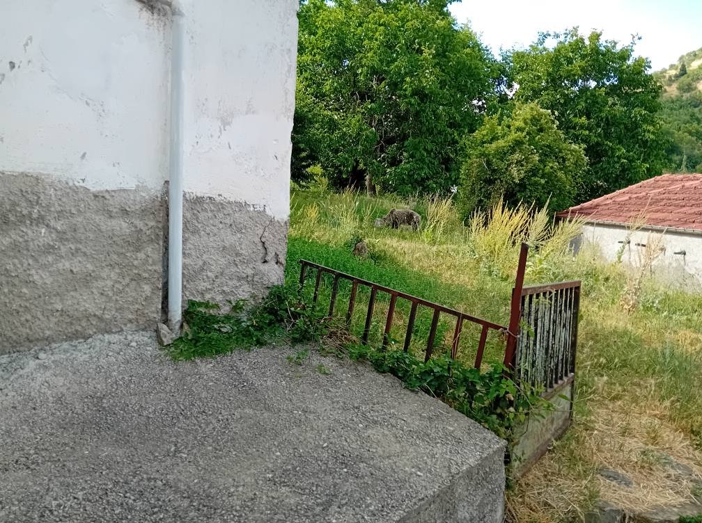 Νεστόριο: Αρκουδάκι σε  αυλή σπιτιού