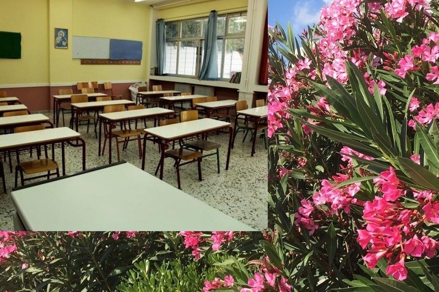 SOS από το Υπουργείο Παιδείας: Απομακρύνετε τις πικροδάφνες από τα σχολεία – “Τοξική απειλή” για τα παιδιά